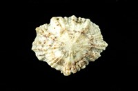 藏品(星笠螺)的圖片